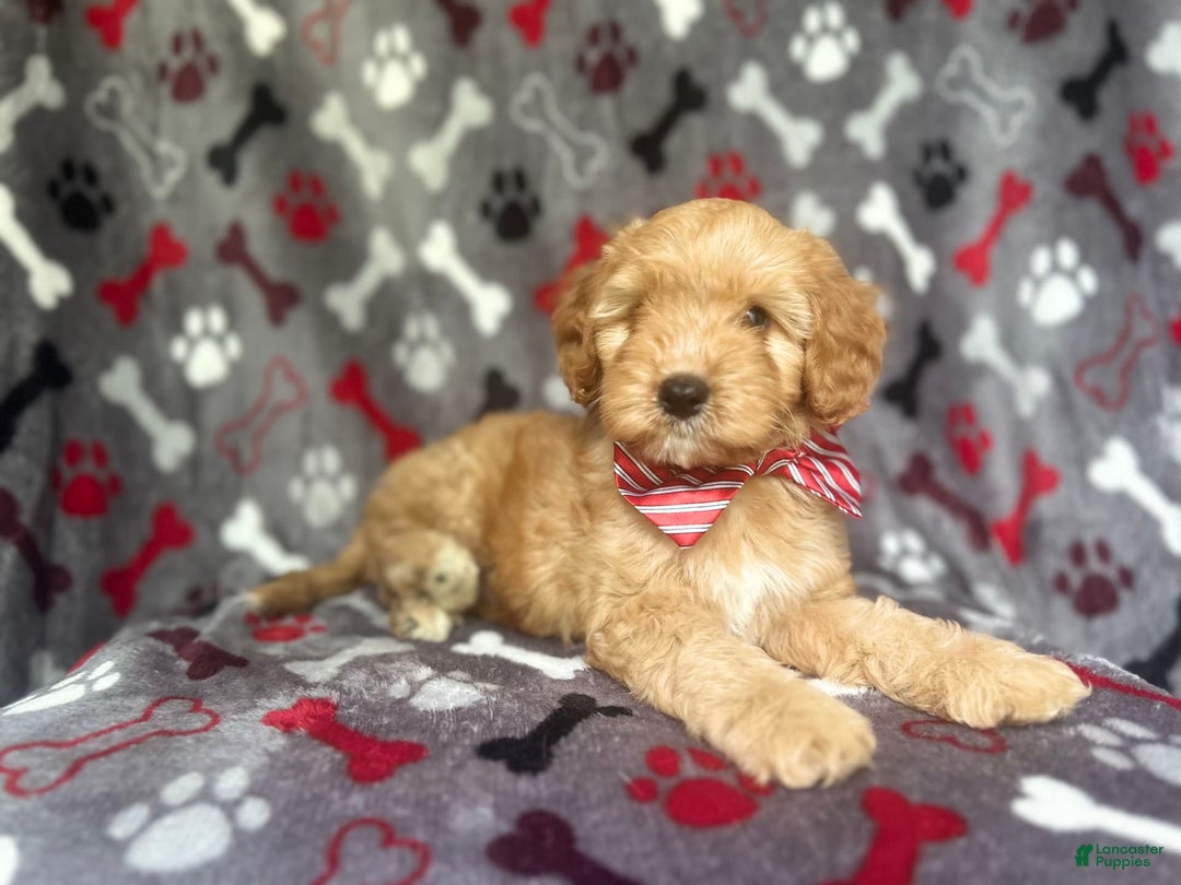 Cavapoo dogs for sale: Spade - Image 5