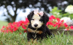 Bernese Mountain Dog dogs for sale: Bailey - Image 5