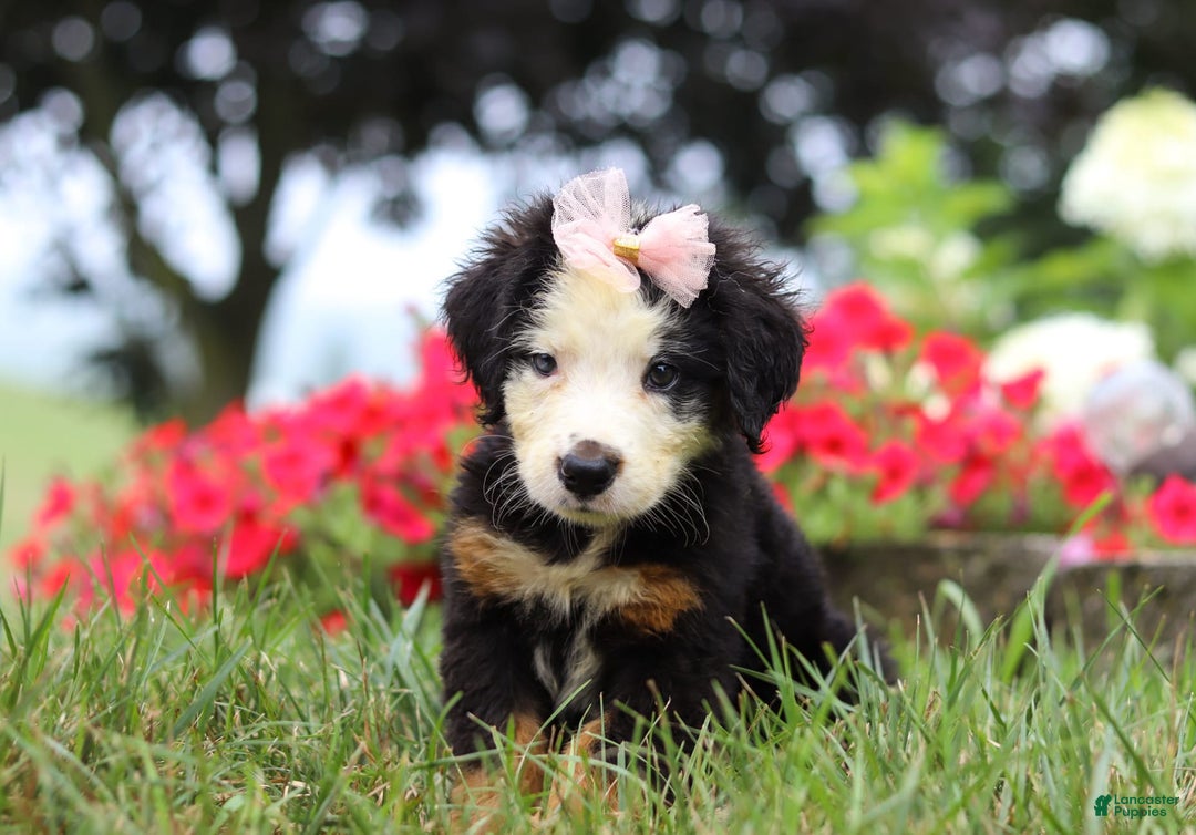 Bernese Mountain Dog dogs for sale: Bailey - Image 5