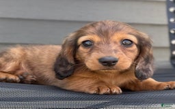 Miniature Dachshund dogs for sale: Snickers - Image 2