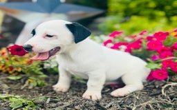 Jack Russell Terrier dogs for sale: Landon - Image 1