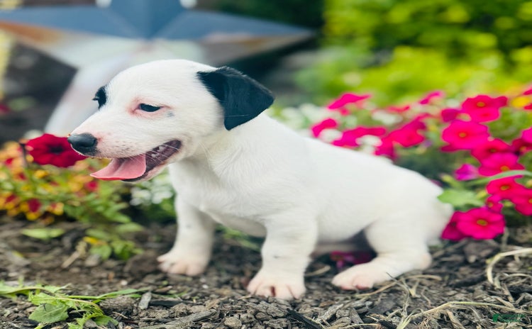 Jack Russell Terrier dogs for sale - Ad 3