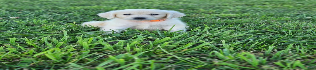 Cooper