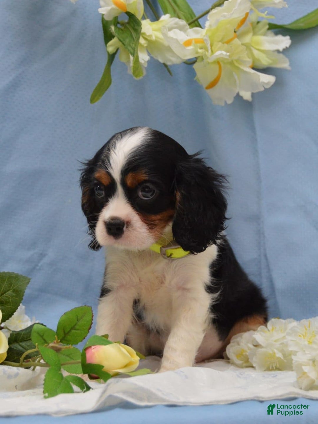 Cavalier King Charles Spaniel dogs for sale: Damian - Image 7