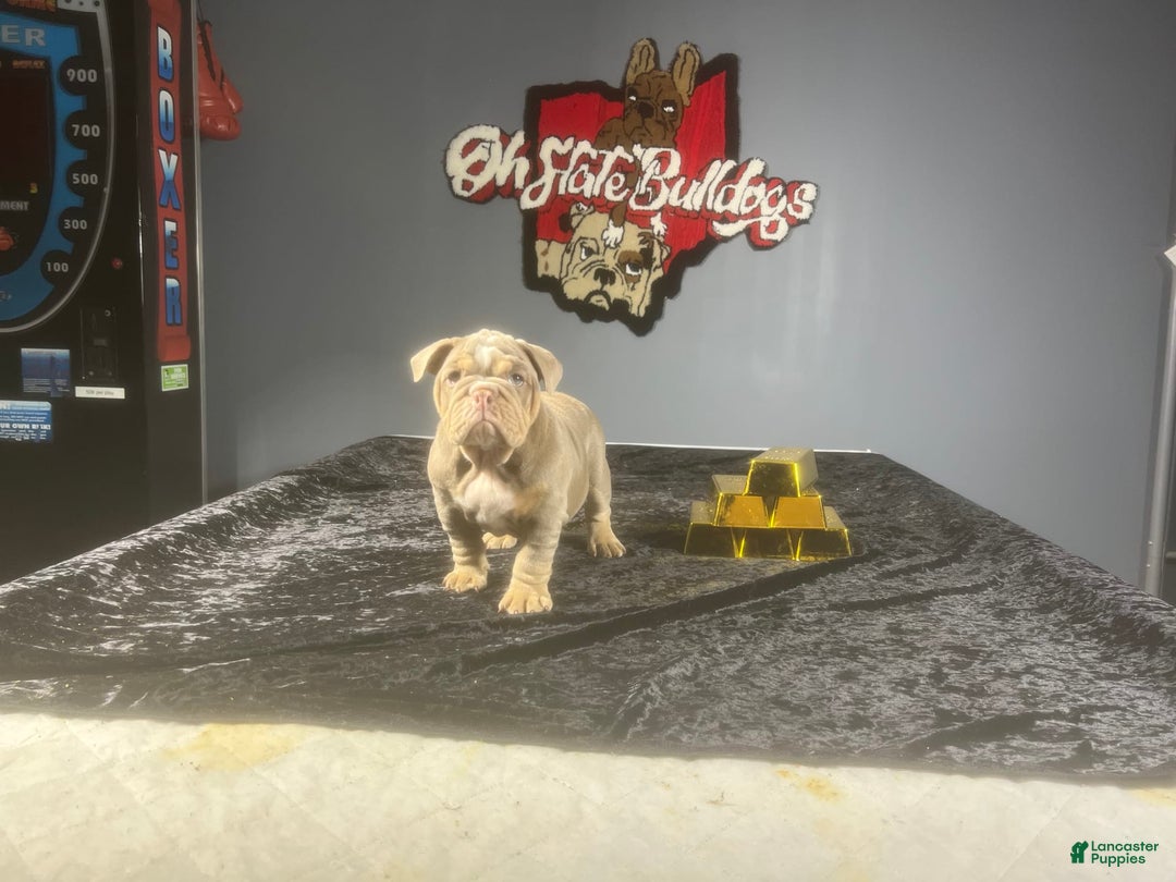 English Bulldog dogs for sale: Boom - Image 4