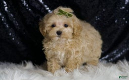Maltipoo dogs for sale: Donut - Image 2