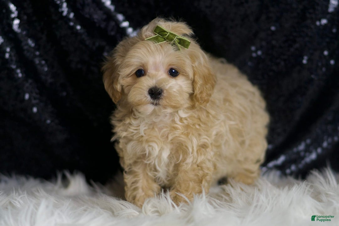 Maltipoo dogs for sale: Donut - Image 2