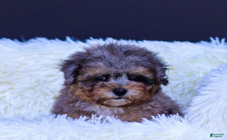 Toy Poodle dogs for sale - Ad 1