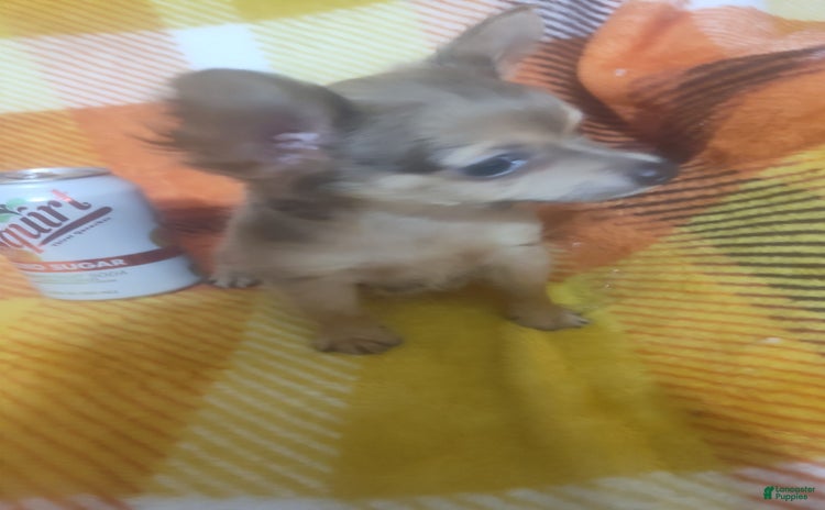 Chihuahua dogs for sale - Ad 2