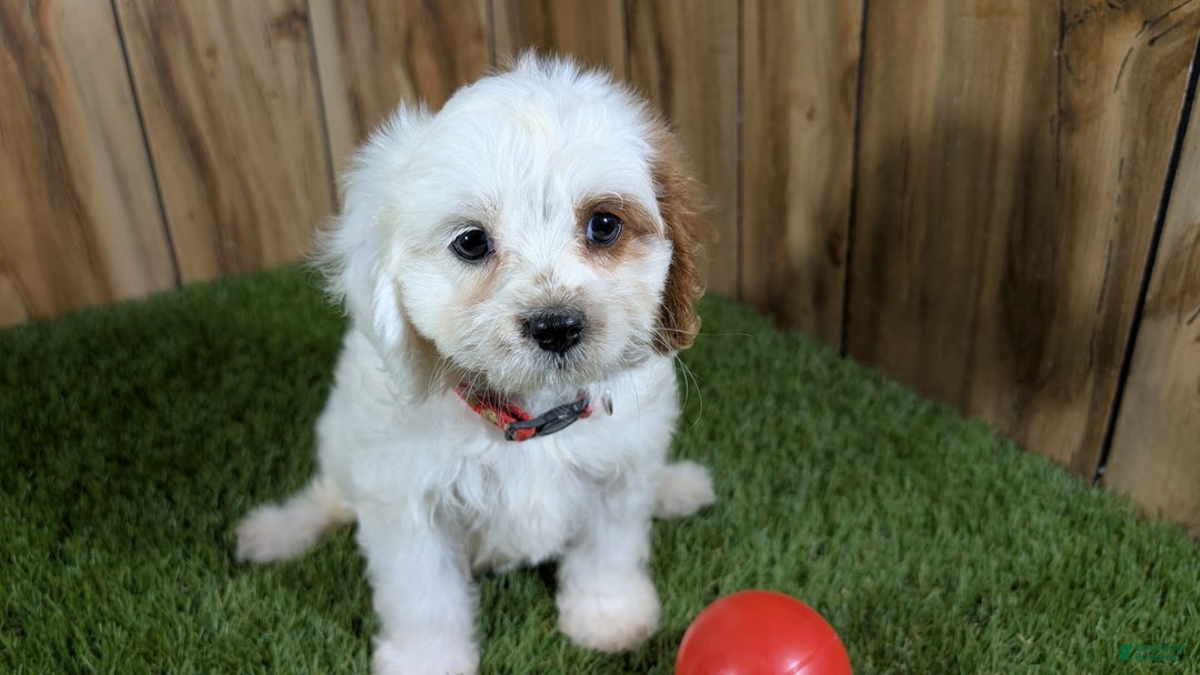 Cavapoo dogs for sale: Fiona Girl 3 - Image 9