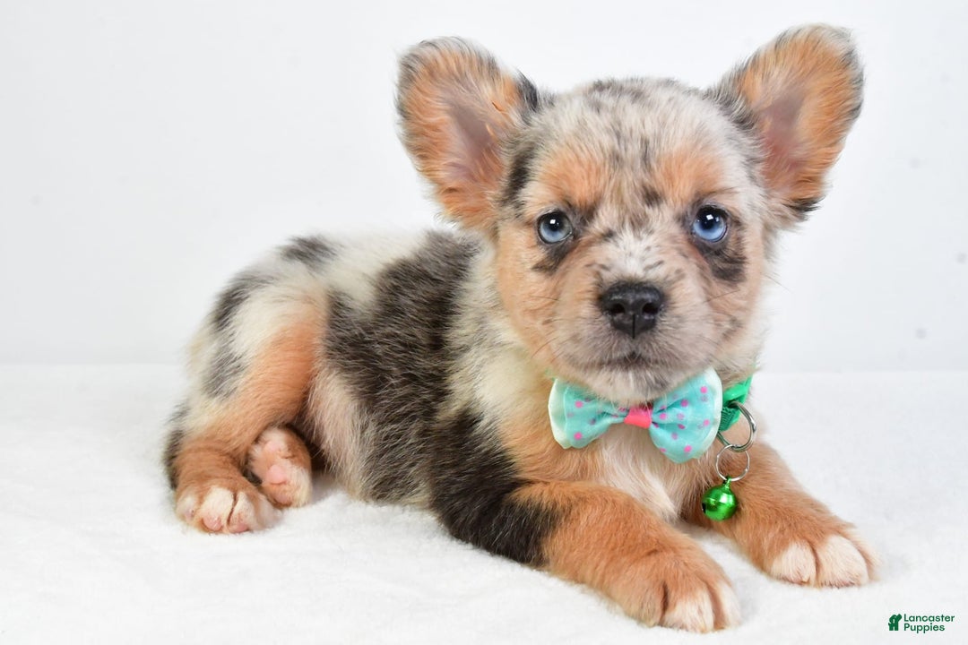 French Bulldog dogs for sale: Candy - Image 3