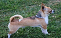 Chihuahua dogs for sale: Long hair Orio - Image 4