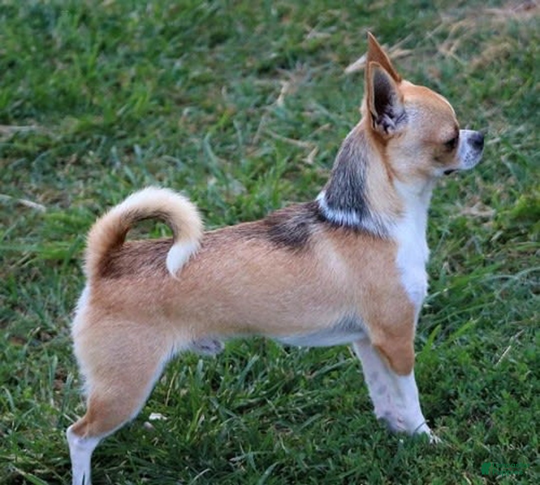 Chihuahua dogs for sale: Long hair Orio - Image 4