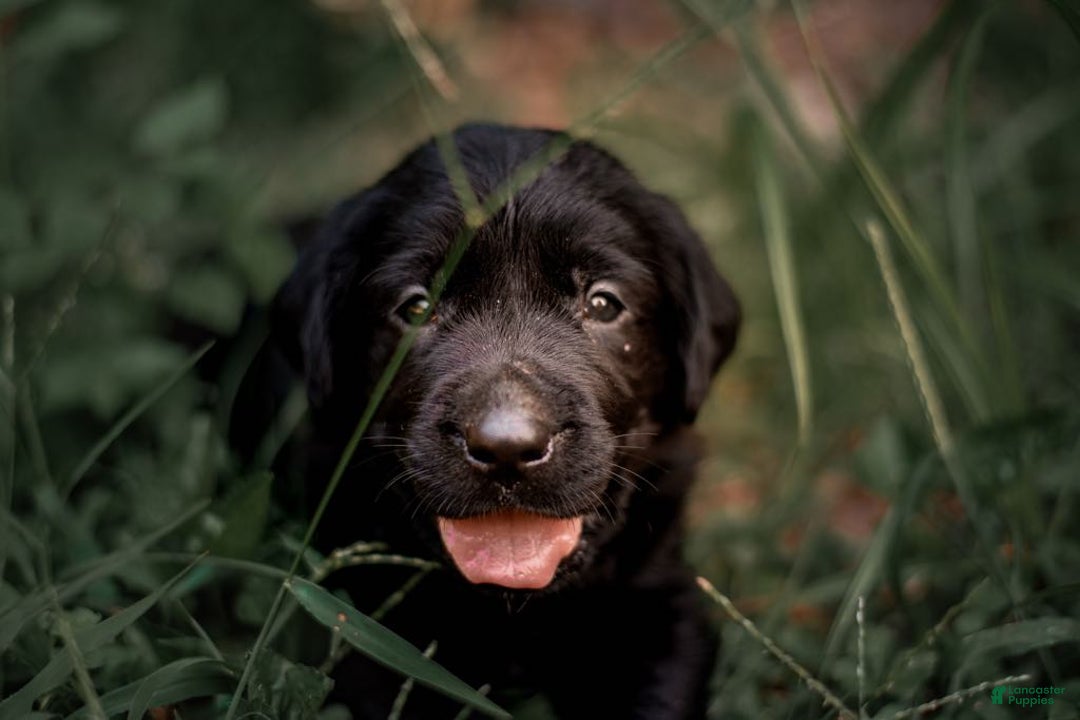 Goldador dogs for sale: Tan - Image 4