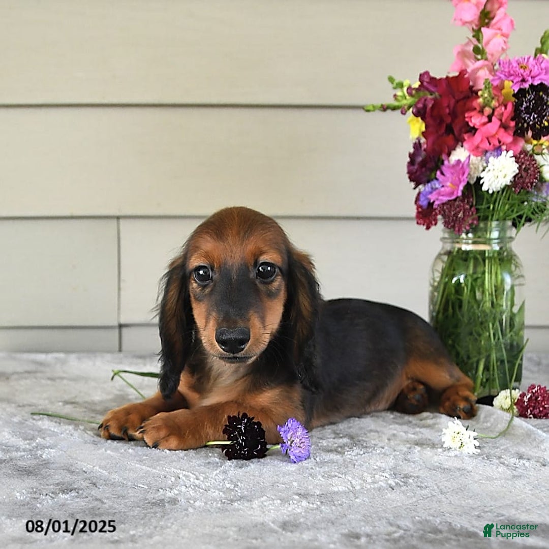 Miniature Dachshund dogs for sale: Laudon - Image 6