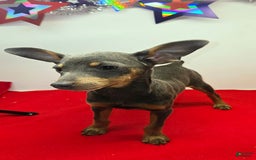 Miniature Pinscher dogs for sale: Squeaks - Image 2