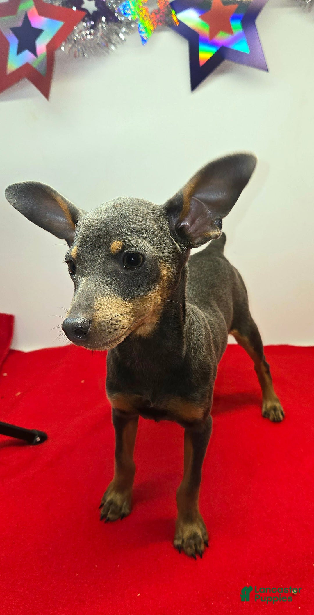 Miniature Pinscher dogs for sale: Squeaks - Image 2