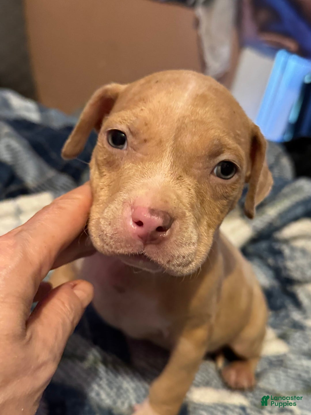 American Bully dogs for sale: Little Leo - Image 7