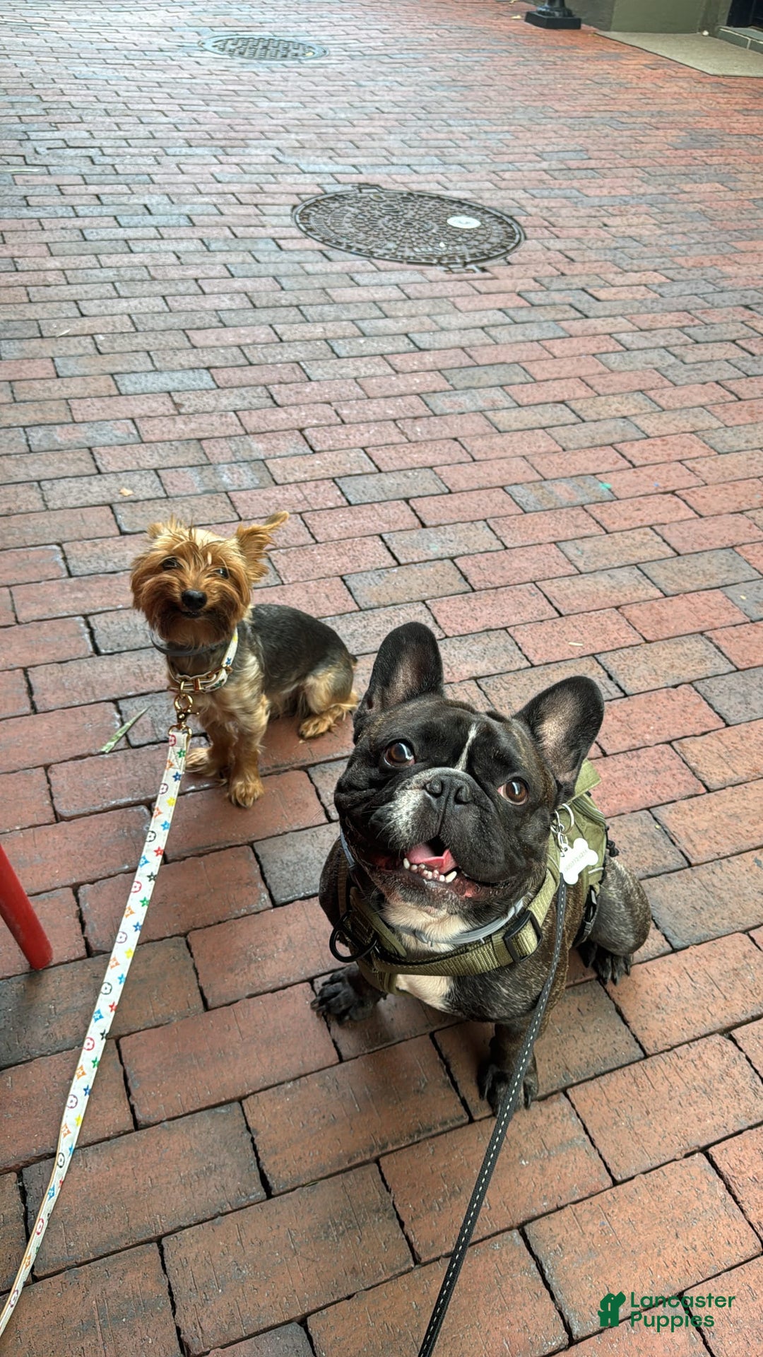 French Bulldog dogs for sale: Toby - Image 5
