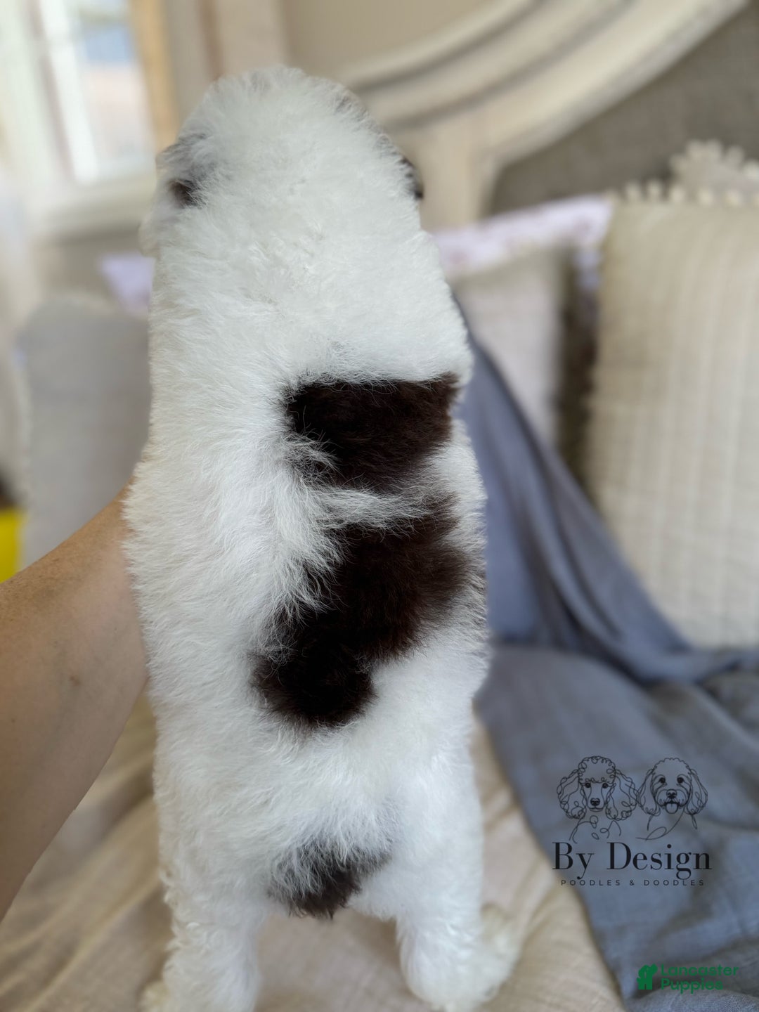 Standard Poodle dogs for sale: Arlo Chocolate Tri Parti - Image 11