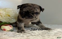 Pug dogs for sale: Janie - Image 1