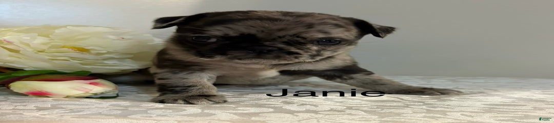 Janie