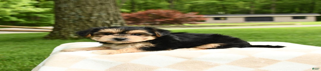 Maya