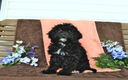 Miniature Poodle dogs for sale: Ophelia - Image 6