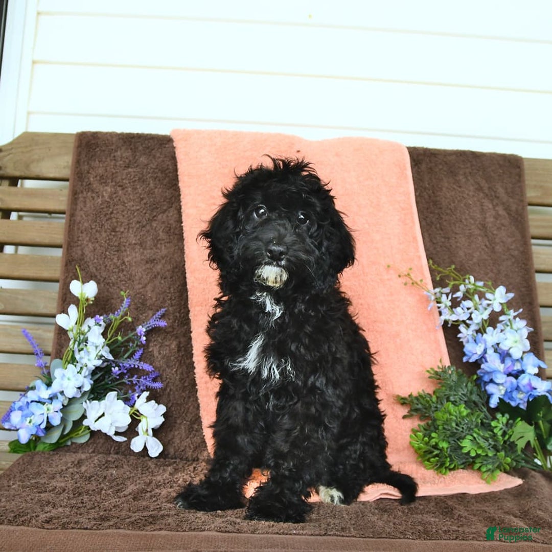 Miniature Poodle dogs for sale: Ophelia - Image 6