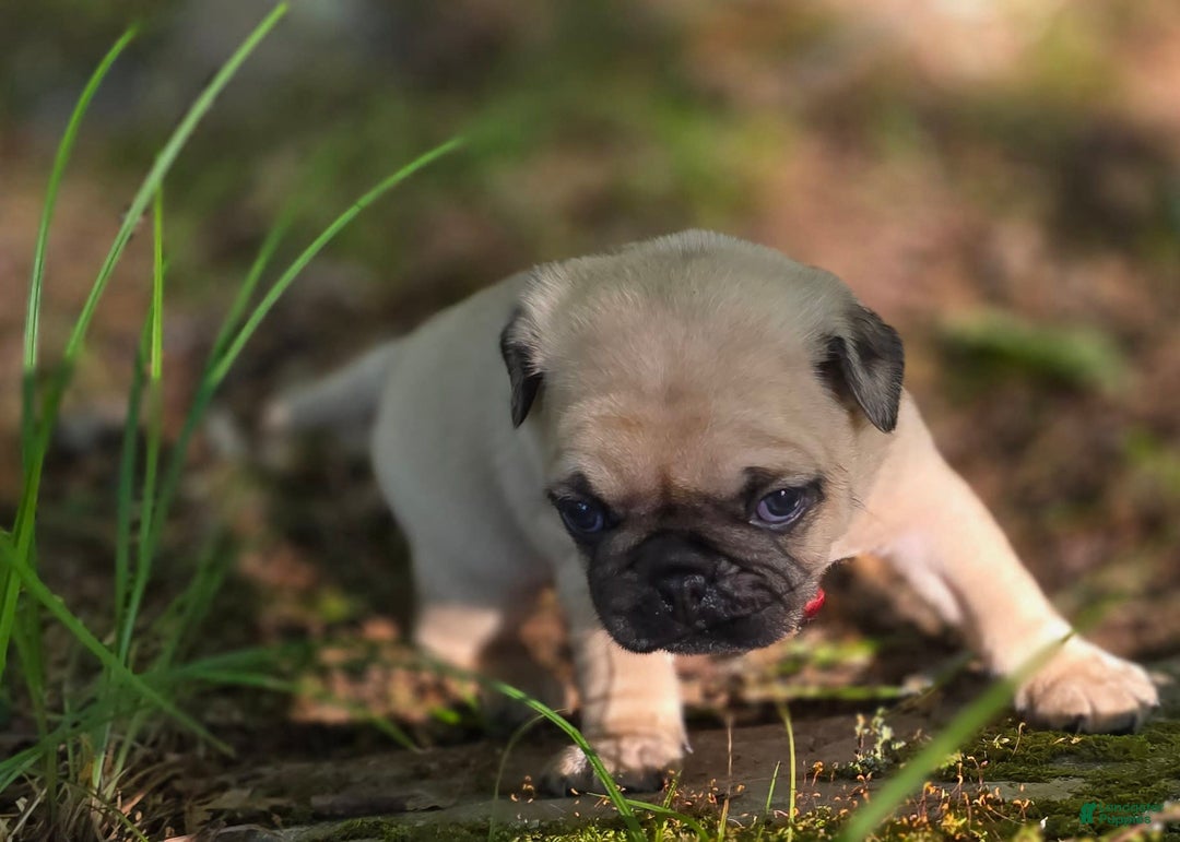 Pug dogs for sale: Derek - Image 11