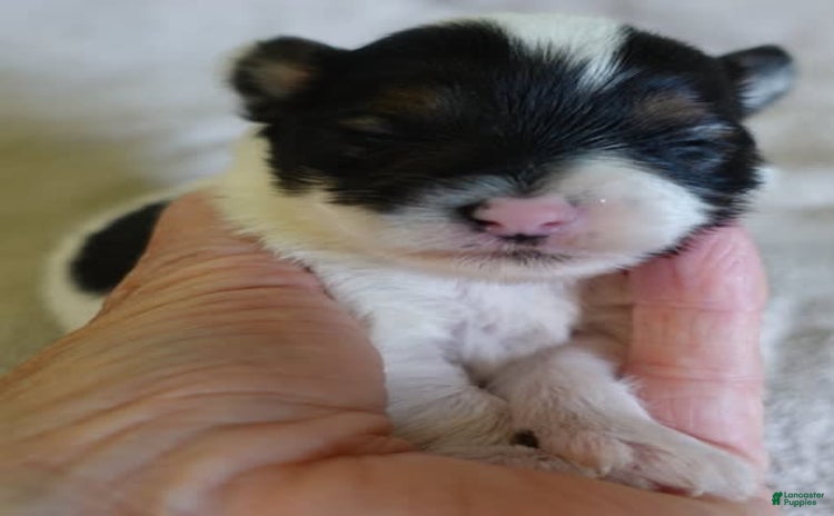 Yorkshire Terrier dogs for sale - Ad 2