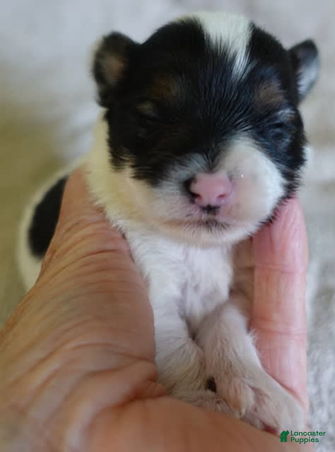 Yorkshire Terrier dogs for sale: Pappy Parti Girl - Image 1