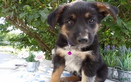 German Shepherd dogs for sale: Mika - Image 1