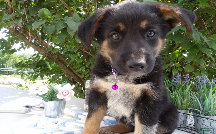 German Shepherd dogs for sale - Ad 4