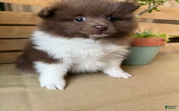 Pomeranian dogs for sale: Allison - Image 4