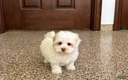 Havanese dogs for sale: Connor - Image 4