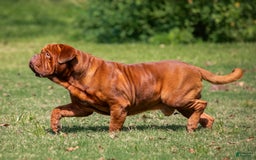 Dogue De Bordeaux dogs for sale: Green Female - Image 12