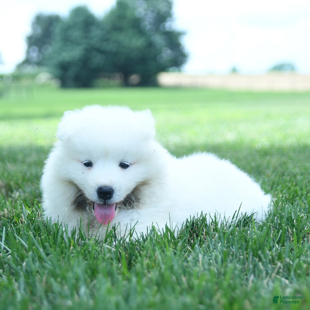 Samoyed dogs for sale: Bear - Image 4