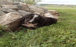 Bernedoodle dogs for sale: Archer - Image 5