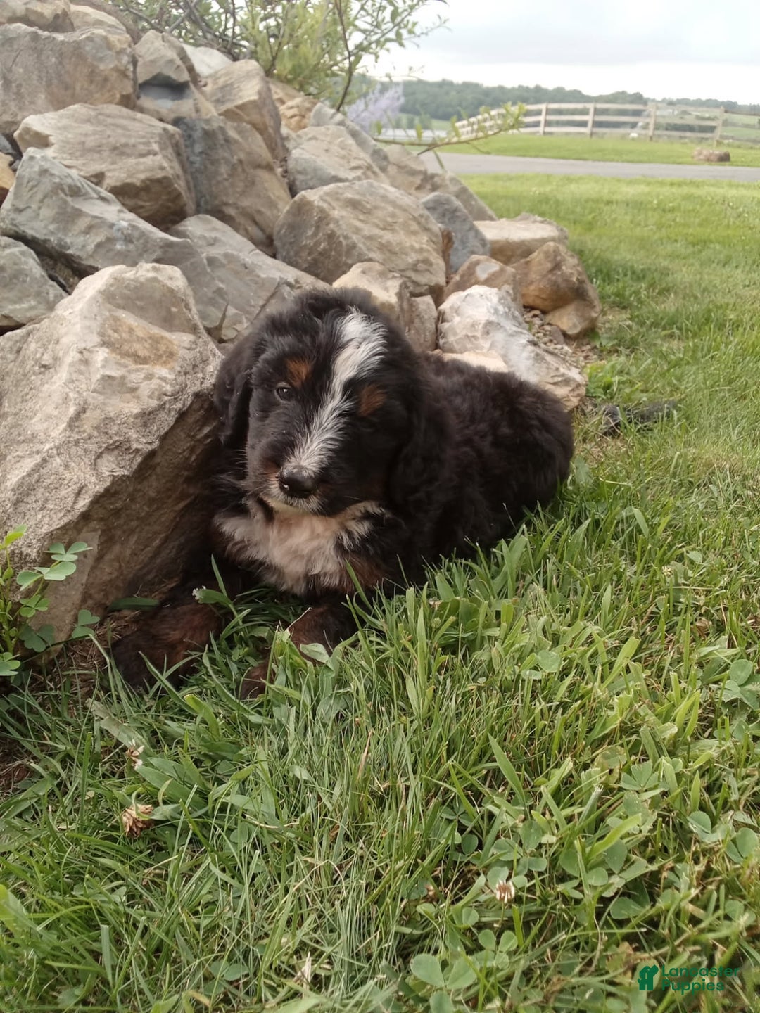 Bernedoodle dogs for sale: Archer - Image 5