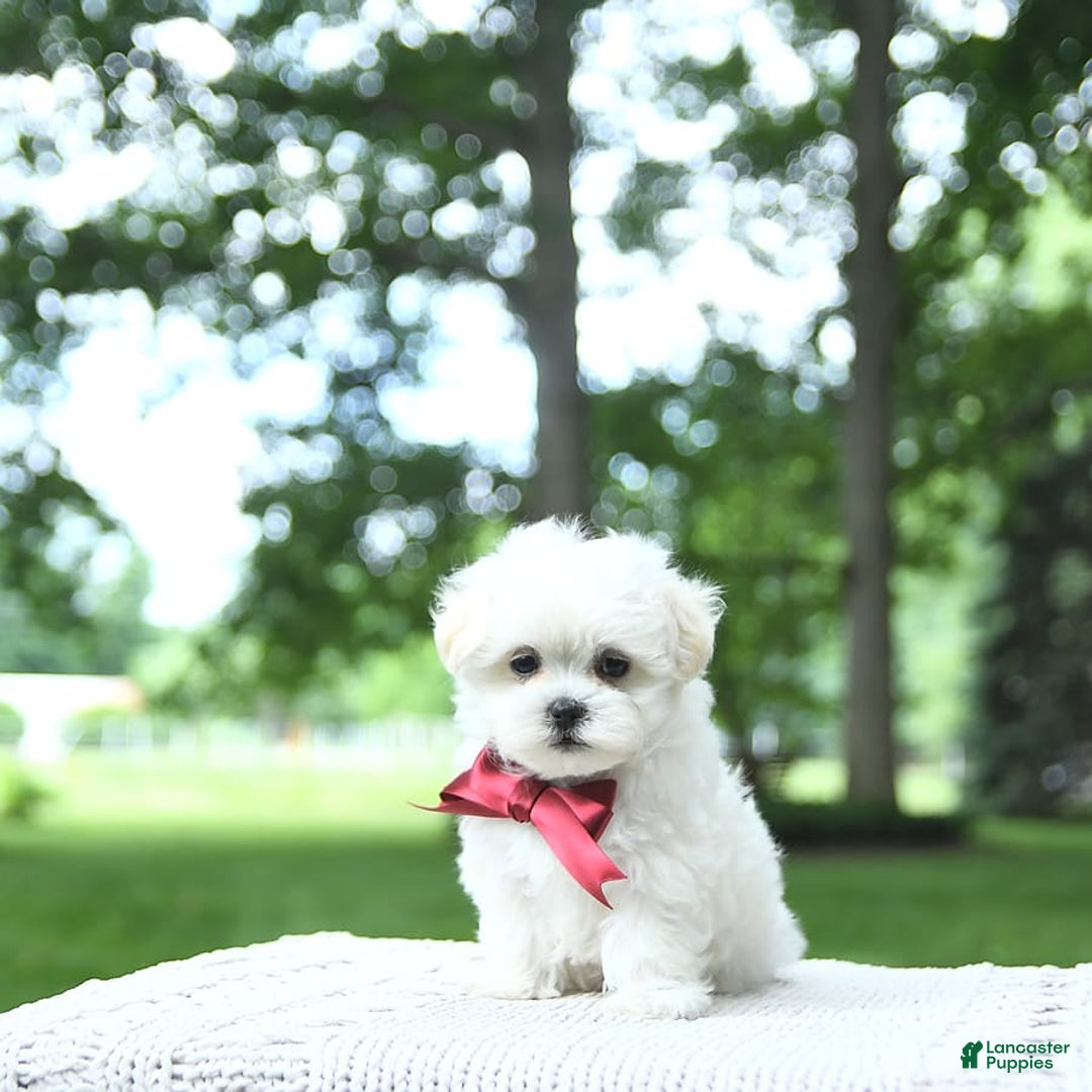 Maltese dogs for sale: Kash - Image 13