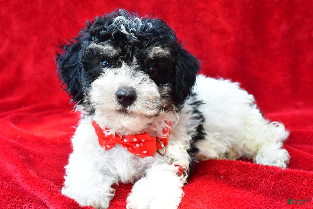 Miniature Poodle dogs for sale: Nicholas - Image 1