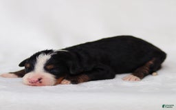 Mini Bernedoodle dogs for sale: Murphy - Image 1