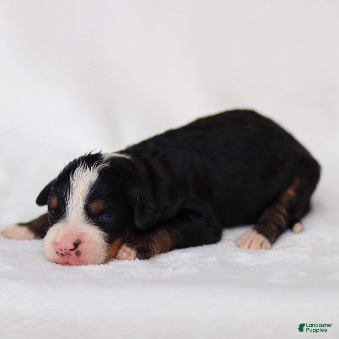 Mini Bernedoodle dogs for sale: Murphy - Image 1