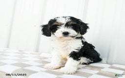Cavapoo dogs for sale: Vermont - Image 3