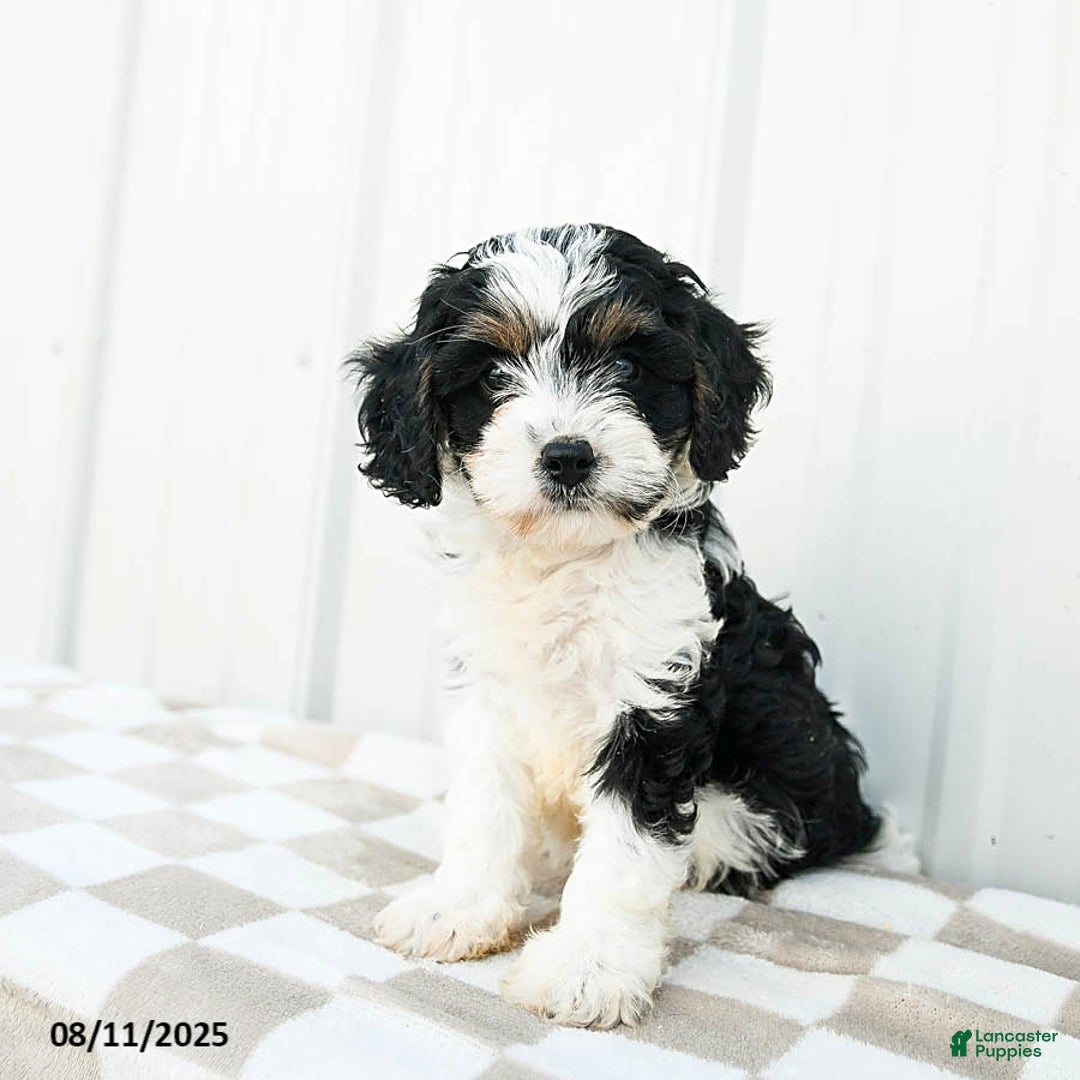 Cavapoo dogs for sale: Vermont - Image 3