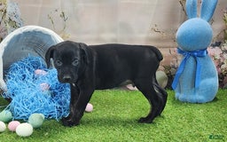Catahoula Leopard Dog dogs for sale: Juliet 2025 M7 Catahoula puppy - Image 5