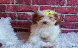 Cavachon dogs for sale: ECHO - Image 11