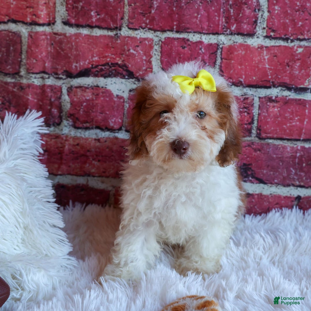 Cavachon dogs for sale: ECHO - Image 11