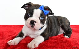 Frenchton dogs for sale: Boomer - Image 4
